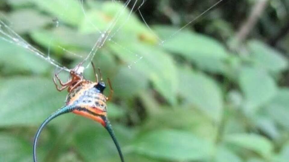 Spider spinning web. (The 'horns' that you see are to make the spider appear larger & scarier)