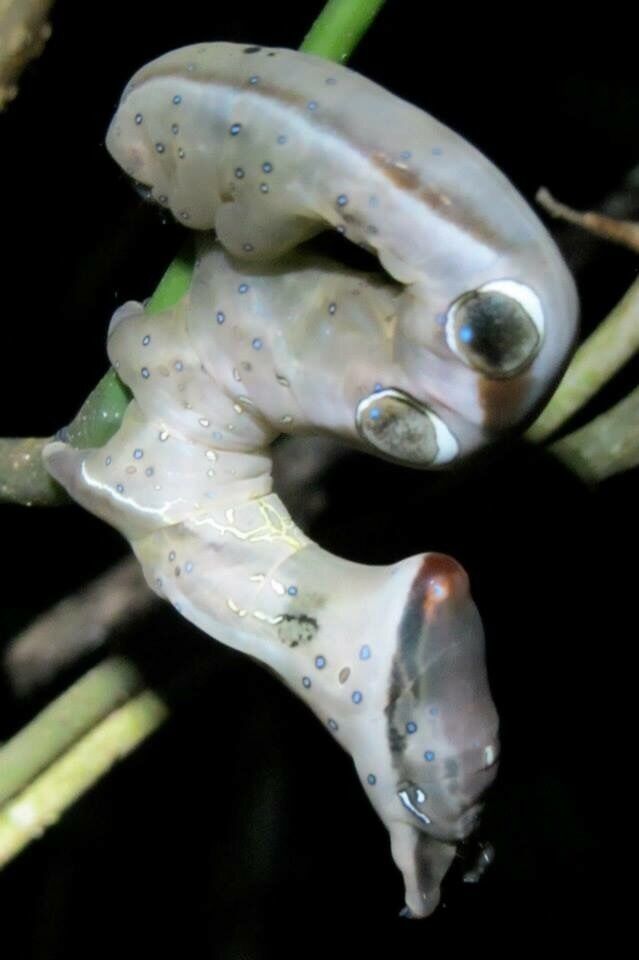 Took this photo on a night walk in the wild jungles of Borneo. Have no idea what it is but suspect it might be a worm of sorts (with the massive 'eyes' being camouflage.. ?? 