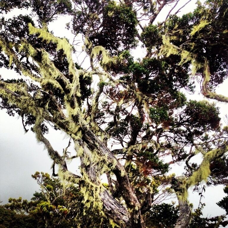 Look out for the moss jungle on your hike up Mount Kinabalu. It makes you feel as if your are in a dream. 