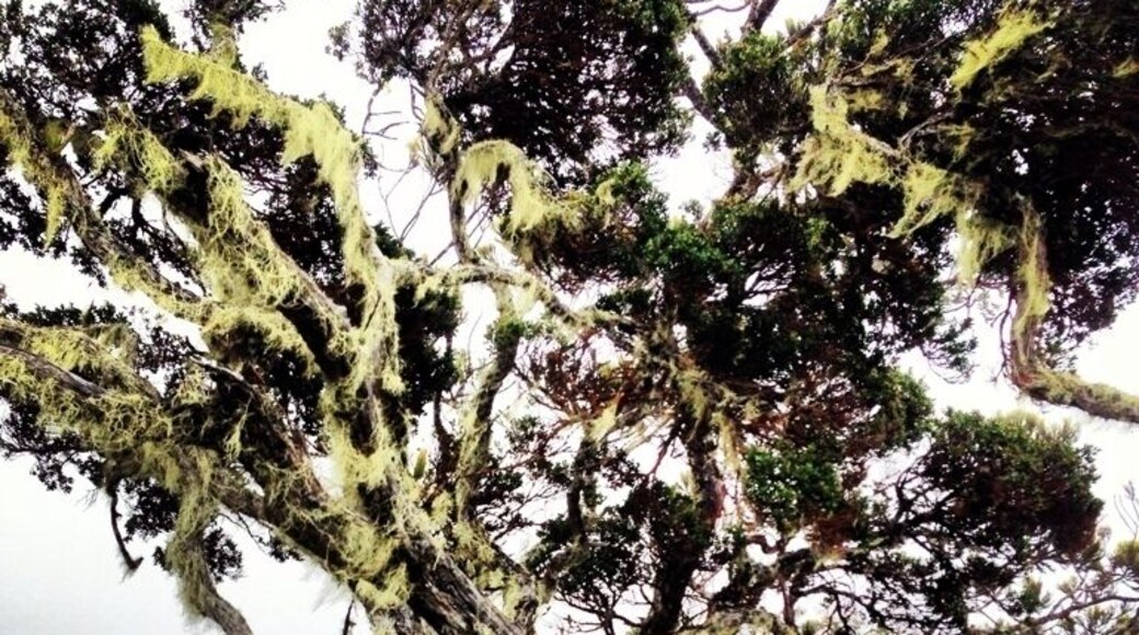 Look out for the moss jungle on your hike up Mount Kinabalu. It makes you feel as if your are in a dream.