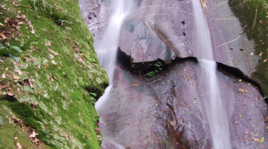 Accessible from the Poring Hot Springs, this waterfall is a great place to cool off. Surrounded by lush tropical rainforest you could not ask for much more serenity than you find here!