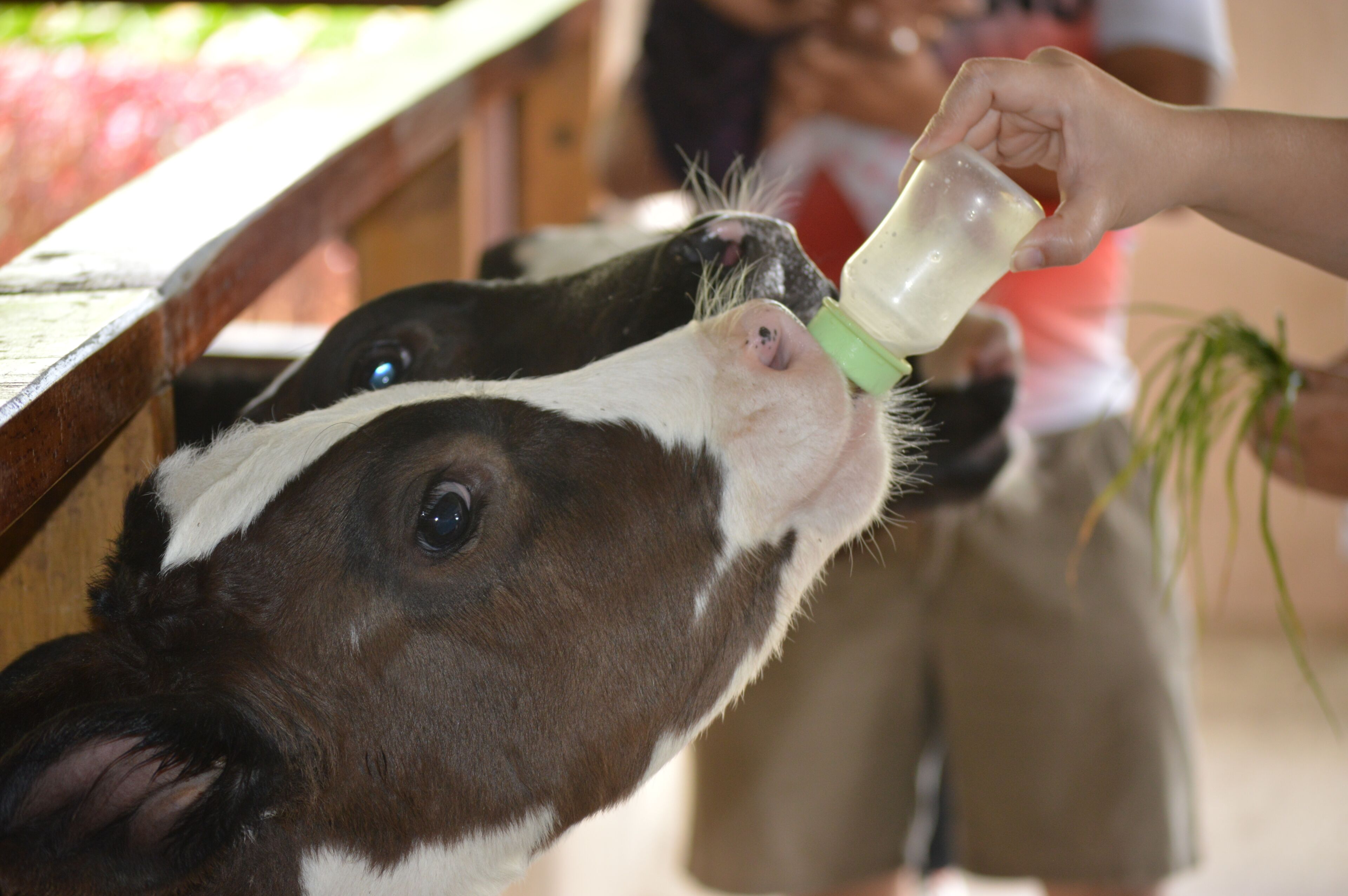 A person feeding a cow with a bottle.