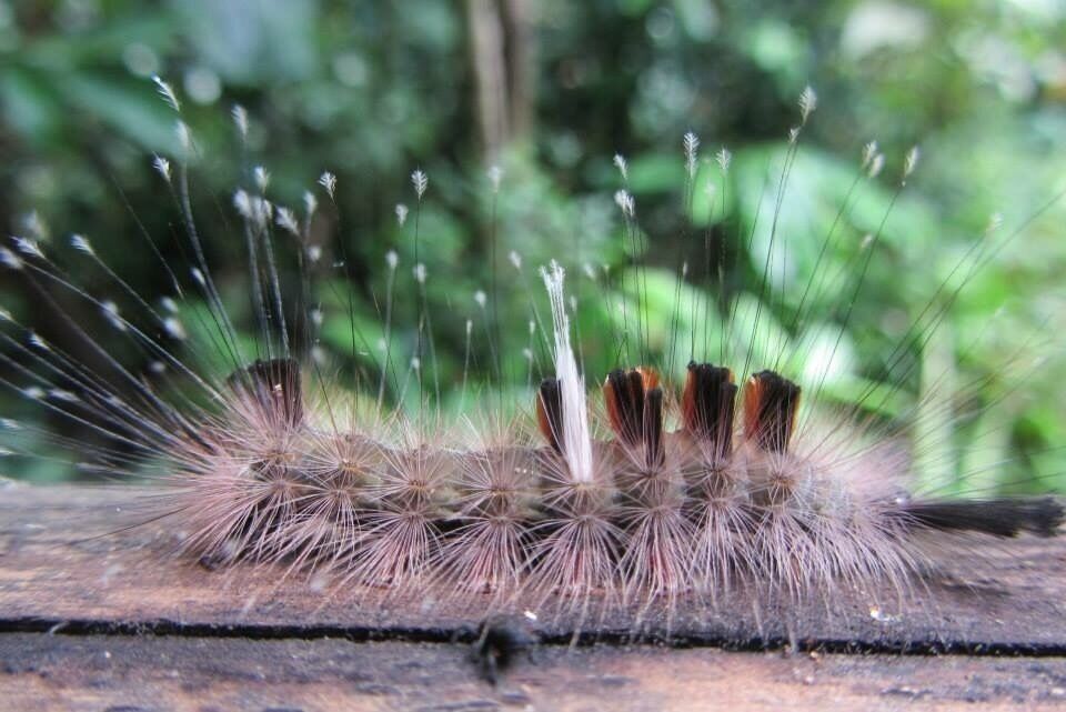 Gorgeous caterpillar 