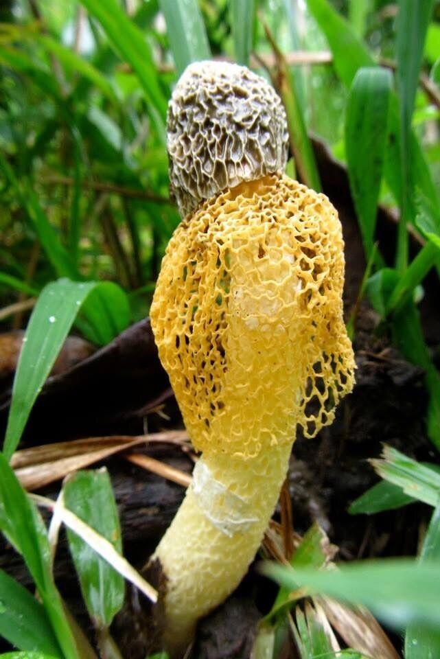 Beautiful Maiden's Veil mushroom.  #fauna selvatica