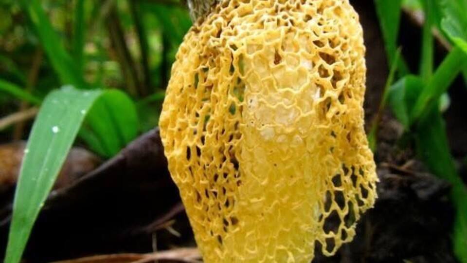 Beautiful Maiden's Veil mushroom. #fauna selvatica