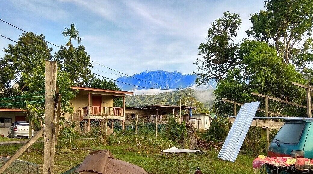 Fighting rooster farm