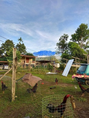 Fighting rooster farm