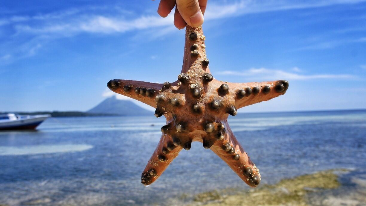 • Star Fish •

Starfish is everywhere at Siladen beach.

:)
