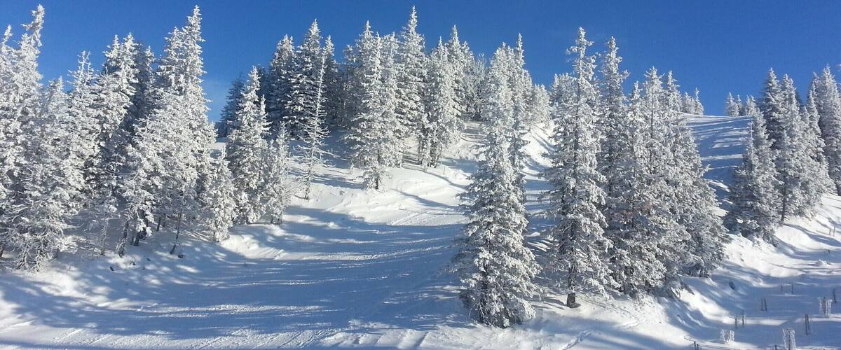 A snow-covered mountain slope with dense evergreen trees under a clear blue sky.
