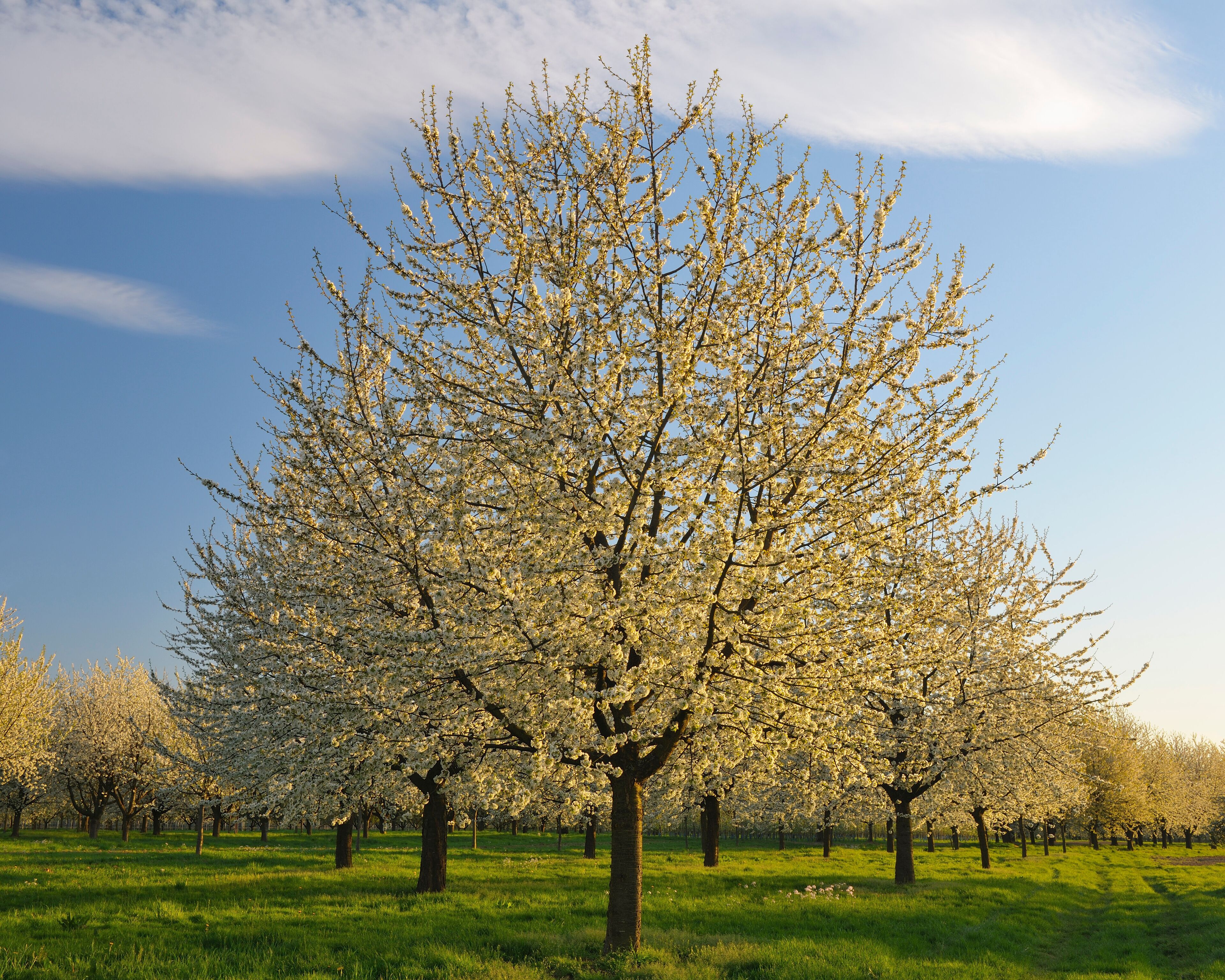 Cherry Trees, Appenweier, Ortenaukreis, Baden-Wurttemberg, Germany