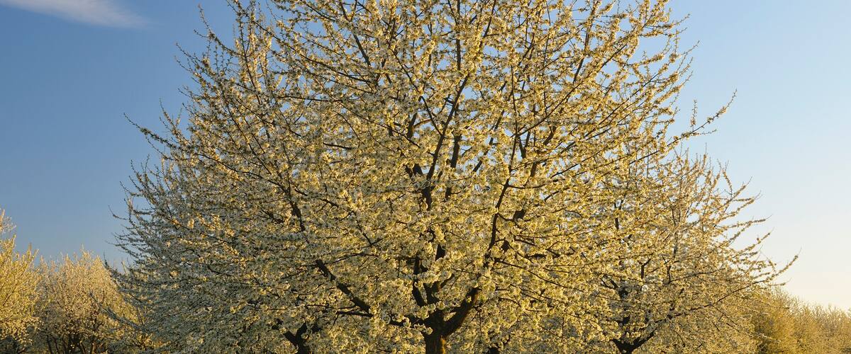 A field of blooming trees under a clear sky.