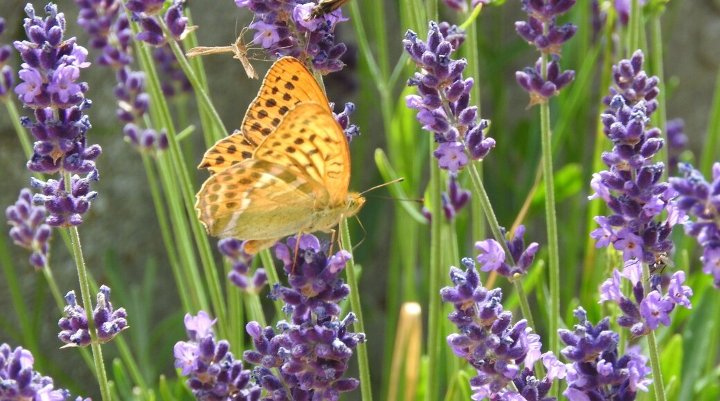 Beautiful Butterfly on Lavender Flowers