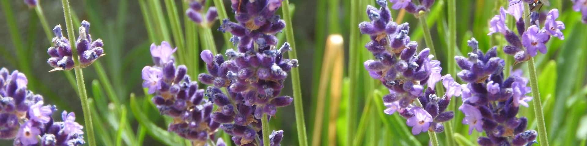 Beautiful Butterfly on Lavender Flowers