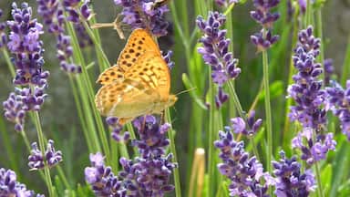 Beautiful Butterfly on Lavender Flowers