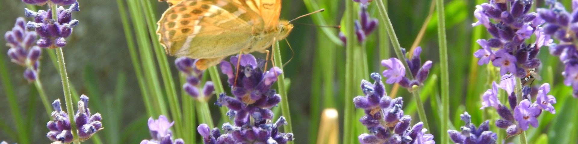 Beautiful Butterfly on Lavender Flowers