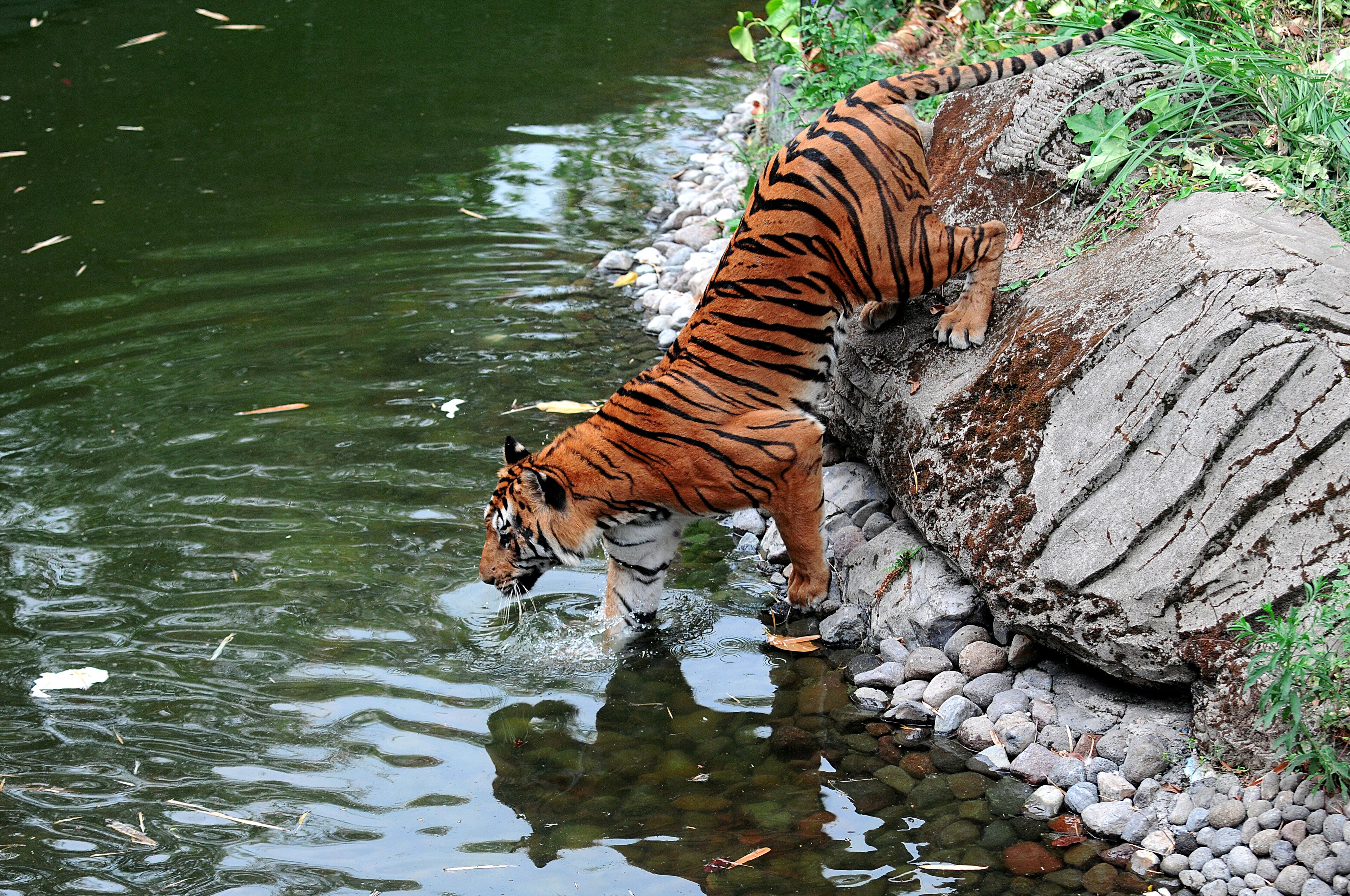 Tiger safari park Indonesia