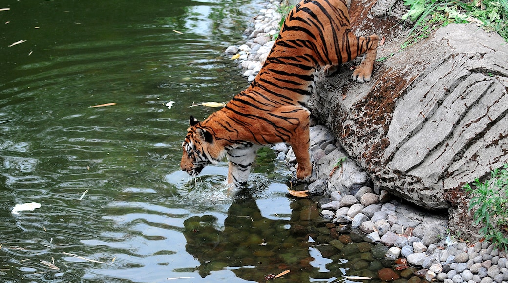 Tiger safari park Indonesia