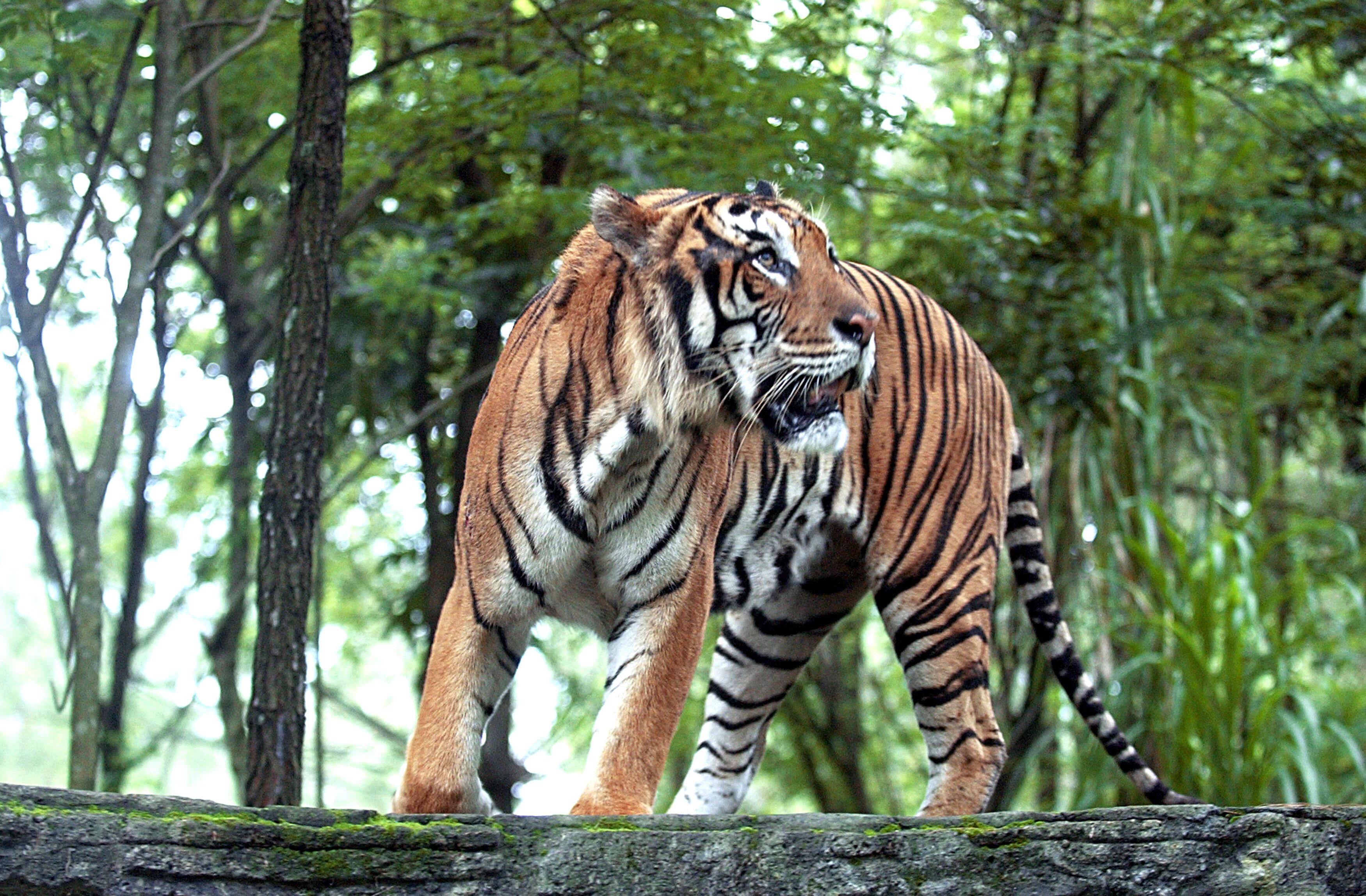 Tiger in Indonesia