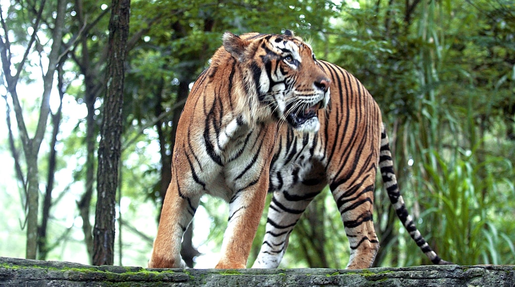 Tiger in Indonesia