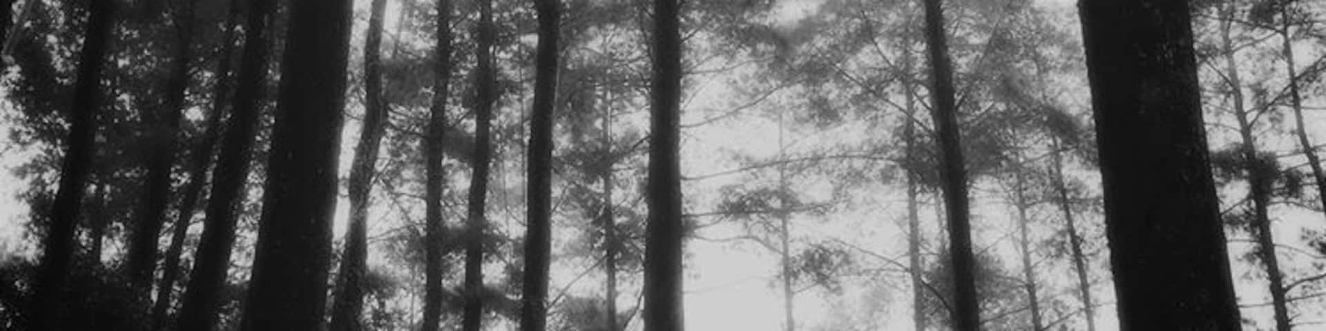 Awesome treetop adventure playground in Java, Indonesia