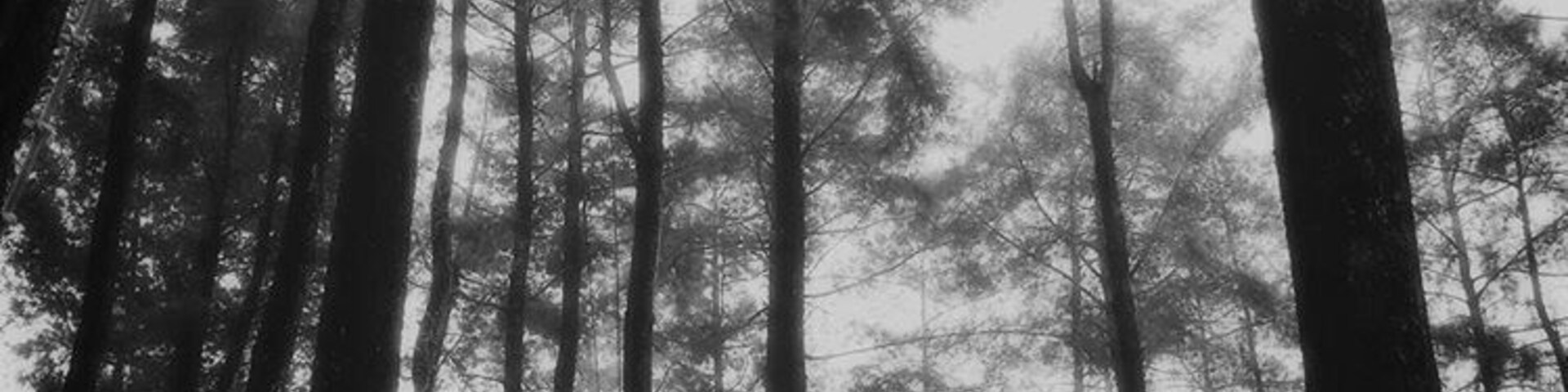 Awesome treetop adventure playground in Java, Indonesia