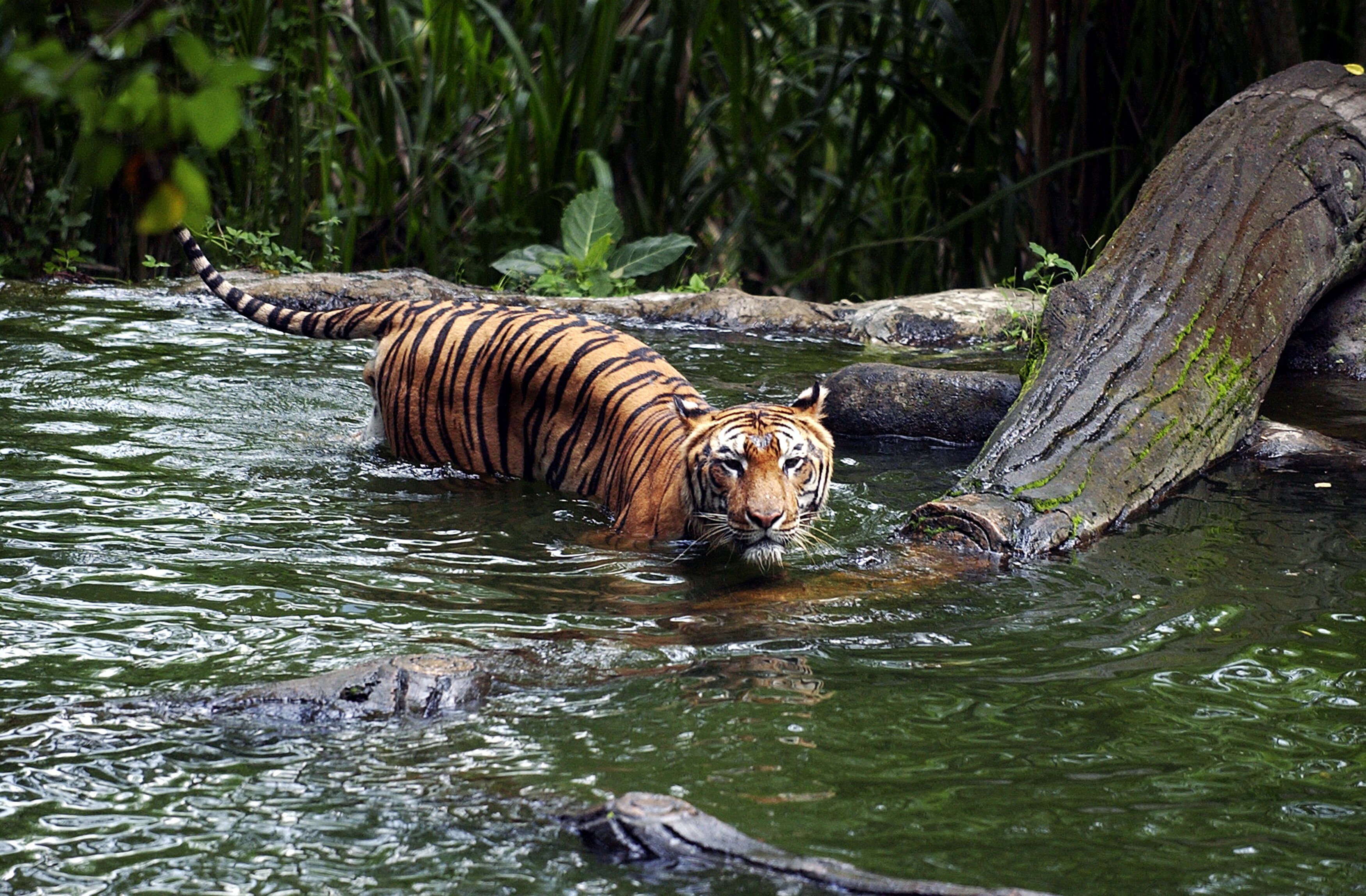 Tiger in lake