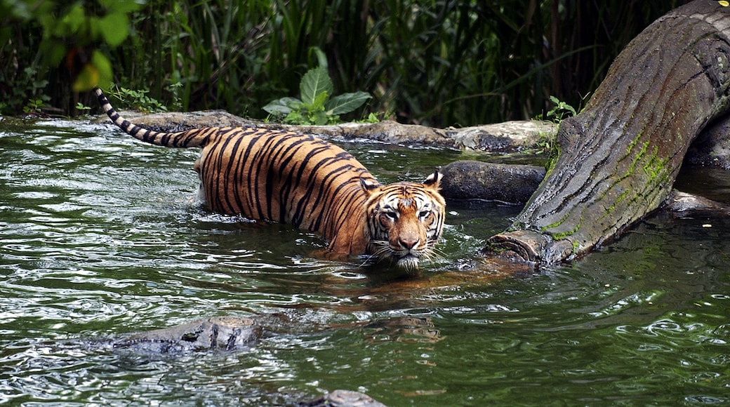 Tiger in lake