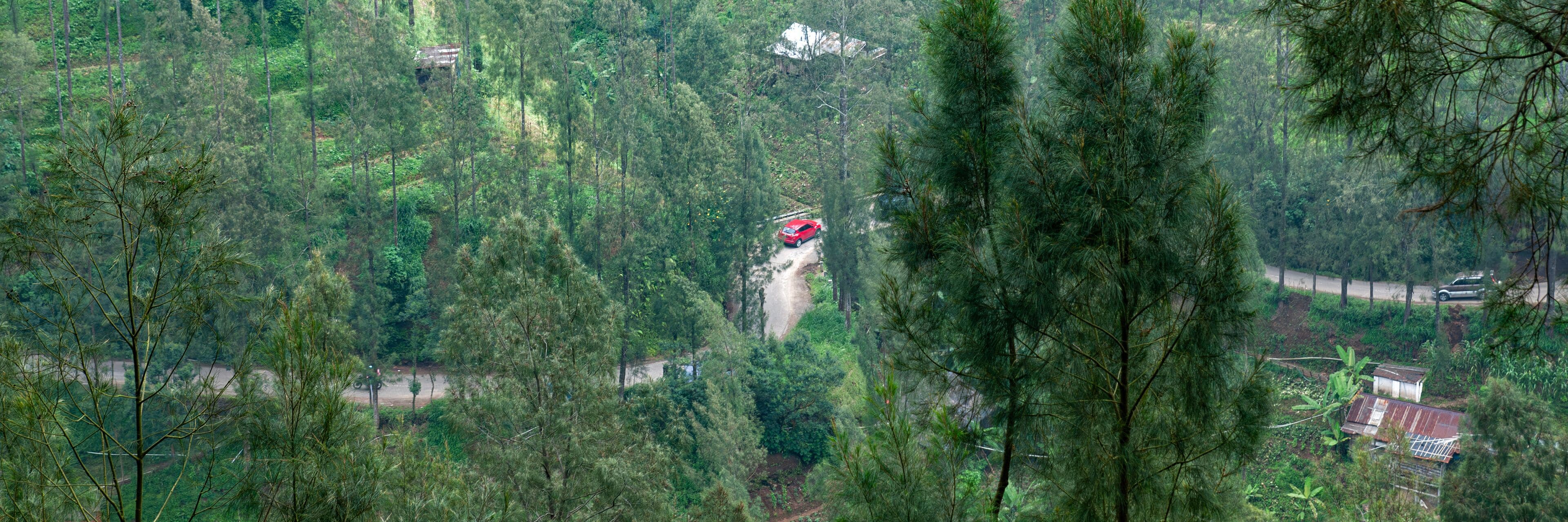 A red car driving on a narrow road surrounded by dense forest.