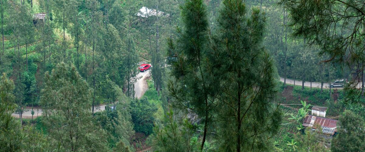 A red car driving on a narrow road surrounded by dense forest.