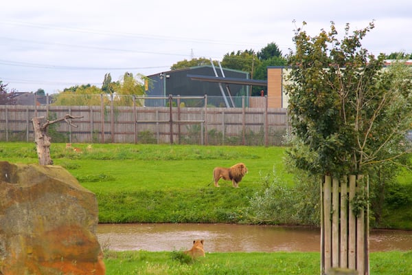 Un champ herbeux avec un lion, une rivière et une clôture.