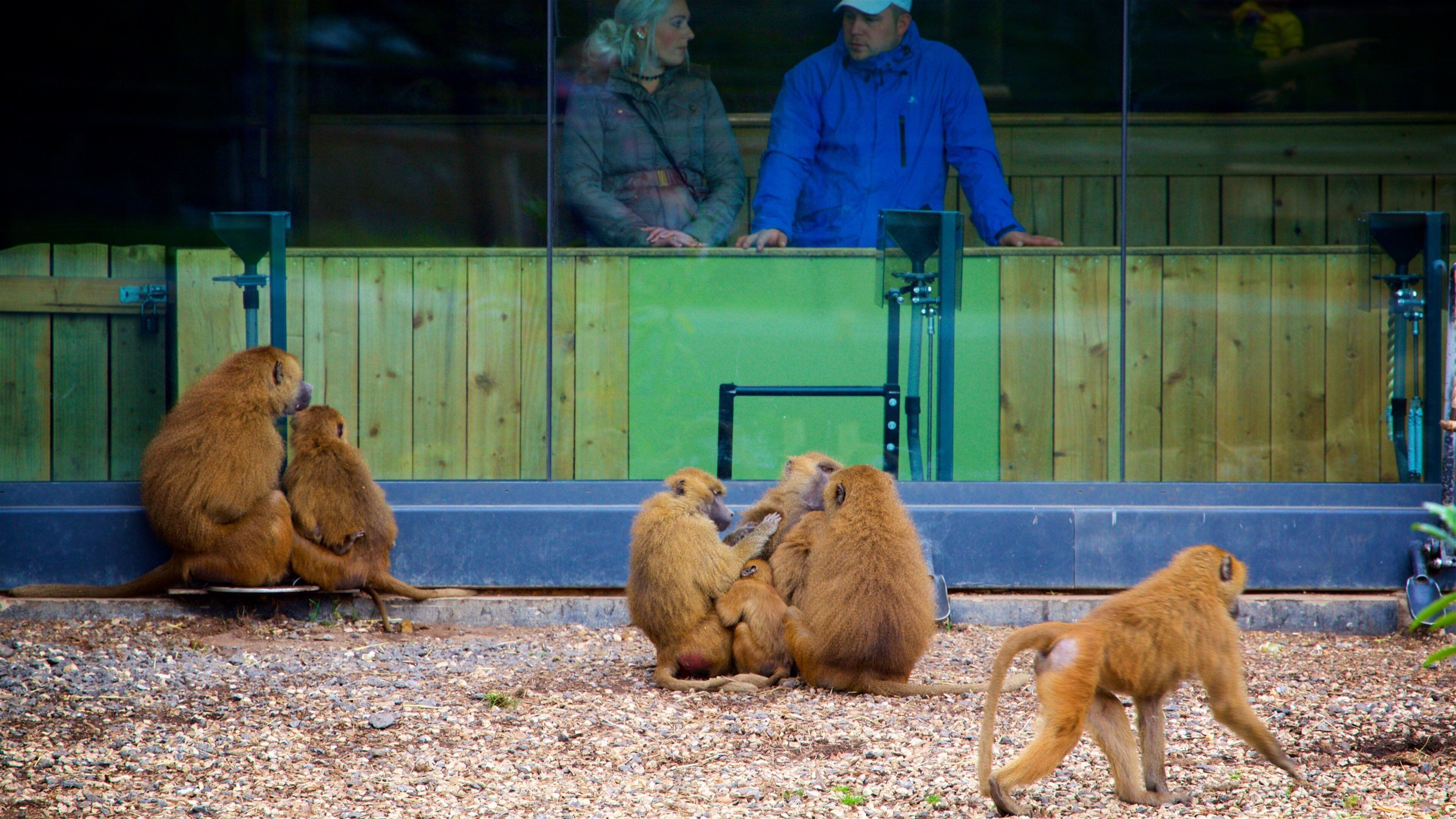 Yorkshire Wildlife Park som visar zoodjur och gulliga djur såväl som ett par