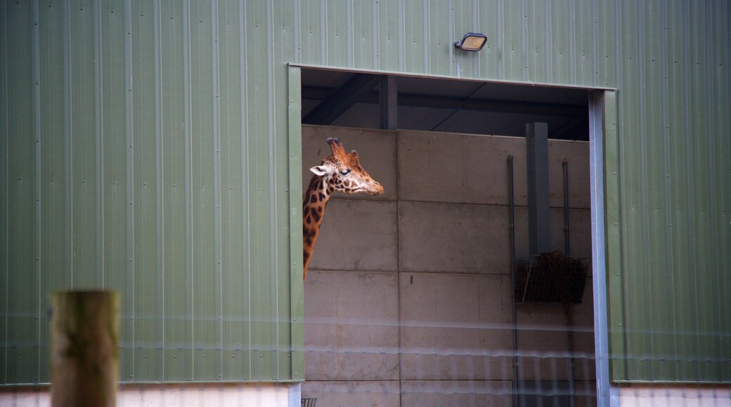 Yorkshire Wildlife Park which includes land animals and zoo animals
