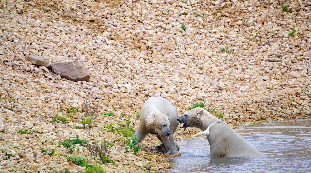 Yorkshire Wildlife Park som inkluderar landdjur och zoodjur