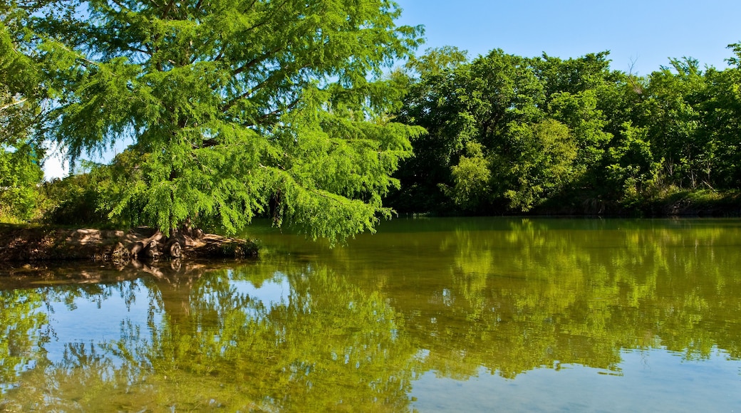 Bald Cypress Trees (Taxodium distichum) on The Shore of of The Blanco River, Blanco State Park, Blanco, Texas, USA
