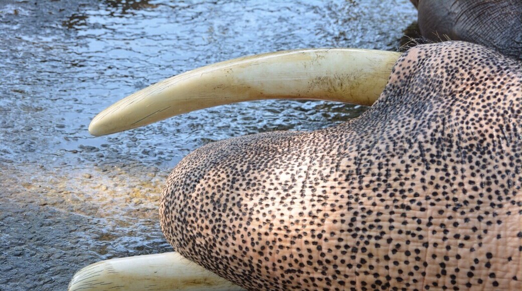 Just a lovely photo of beautiful elephant