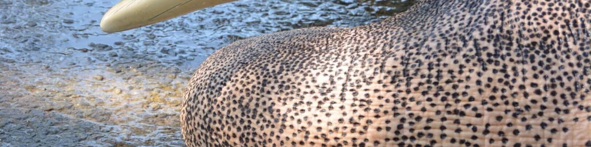 Just a lovely photo of beautiful elephant