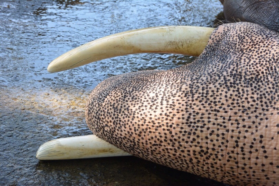Just a lovely photo of beautiful elephant