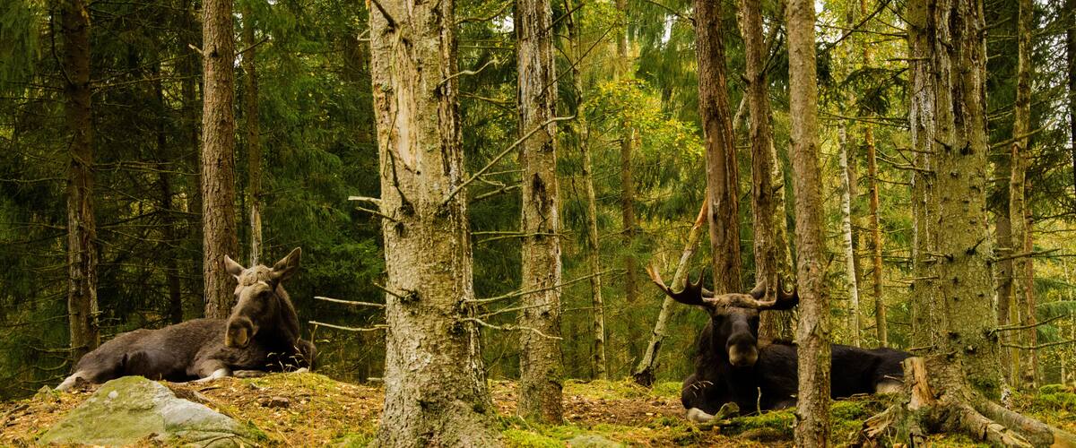 Two moose resting in a forest with dense trees and moss-covered ground.