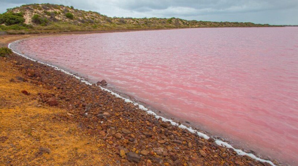 Yesterday on the drive from Kalbarri to Perth we stopped at Pink Lake in Port Gregory. Its pink hue is created by bacteria (Dunaliella salina), which becomes trapped in the salt granules. Amazing to see. It really is this pink :)
