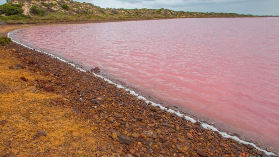 Yesterday on the drive from Kalbarri to Perth we stopped at Pink Lake in Port Gregory. Its pink hue is created by bacteria