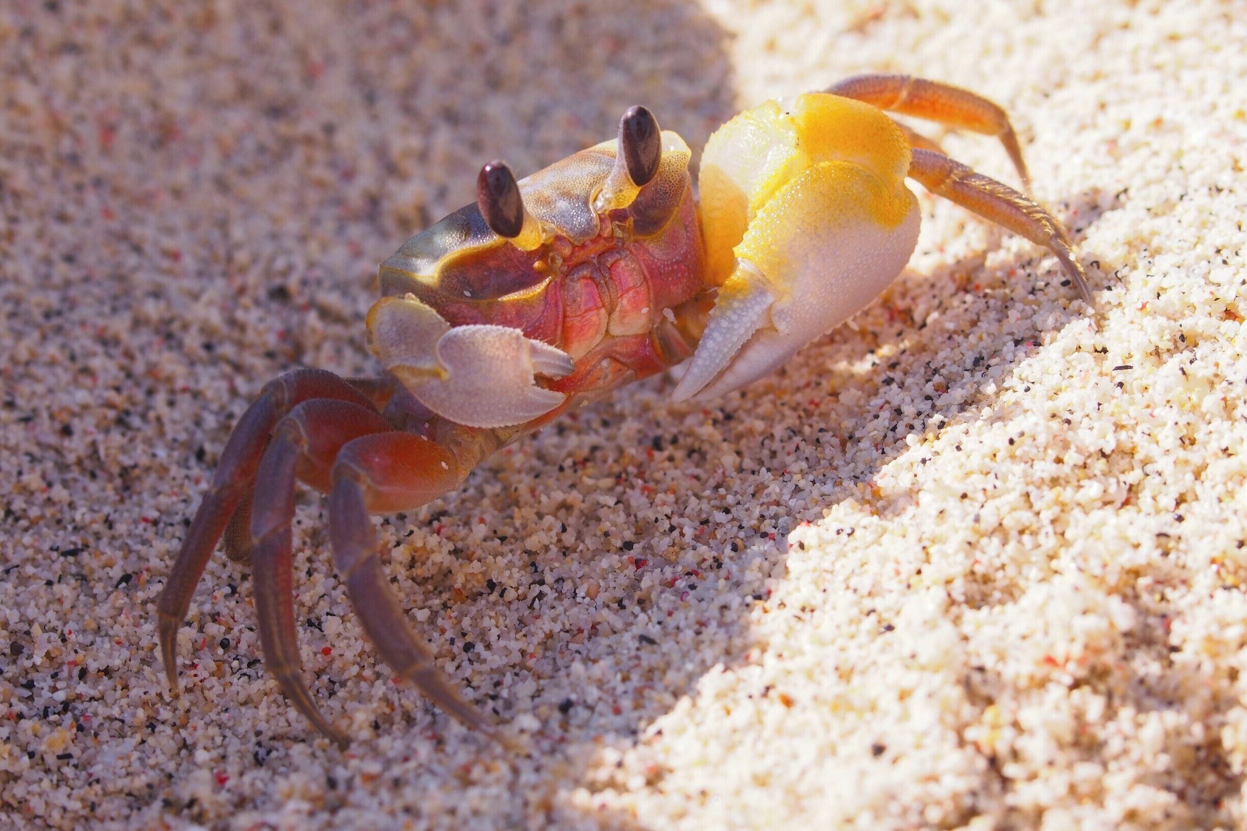 Even though sometimes you can feel like youÂŽre alone on a deserted beach in Gili Meno, you are never really alone. Little crabs are harmless, but fun to look at.