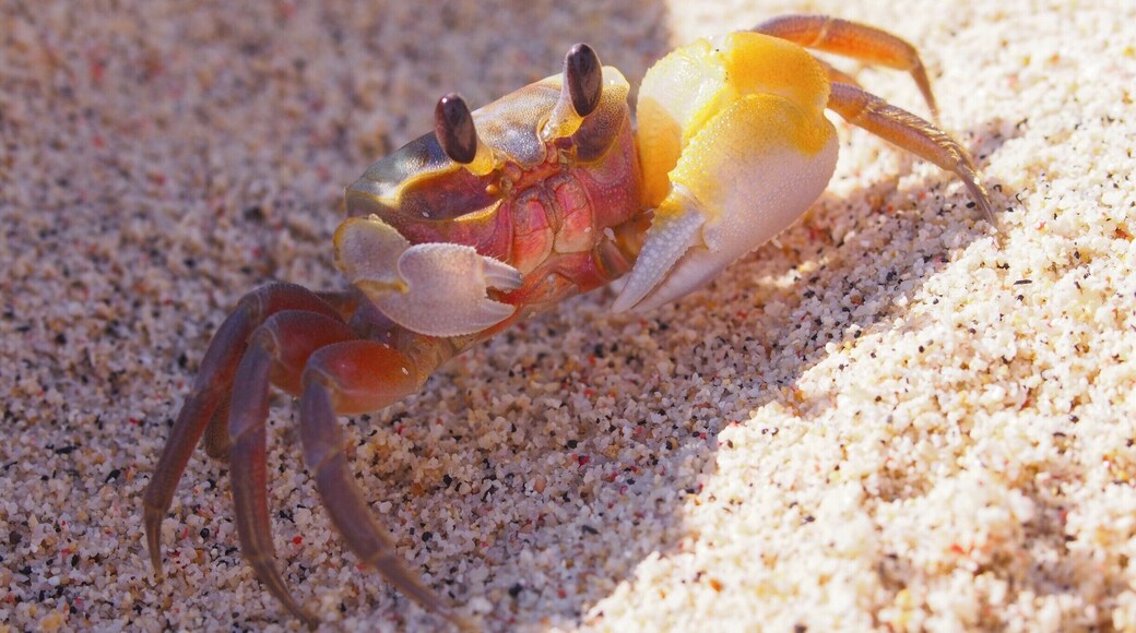 Even though sometimes you can feel like you´re alone on a deserted beach in Gili Meno, you are never really alone. Little crabs are harmless, but fun to look at.