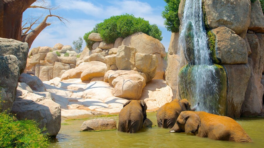 Valencia showing zoo animals, land animals and a cascade