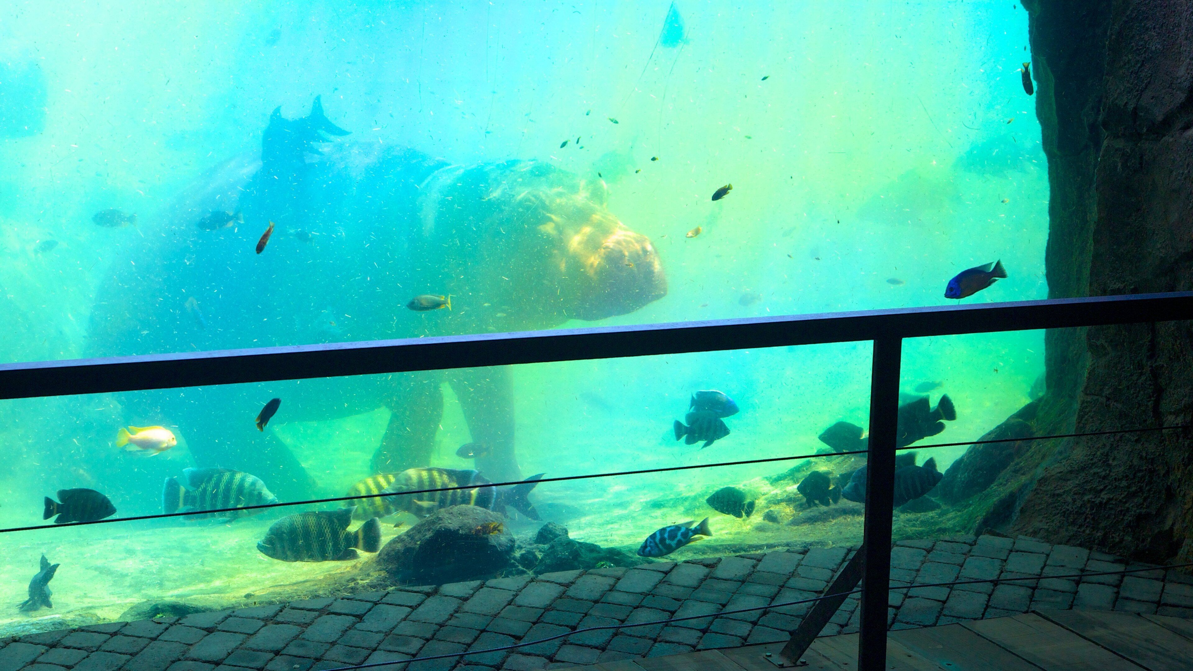 Bioparc Valencia Zoo which includes zoo animals, interior views and marine life