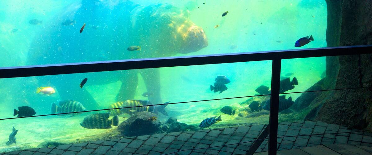 Bioparc Valencia Zoo og byder på interiør, dyr fra zoologisk have og livet i havet