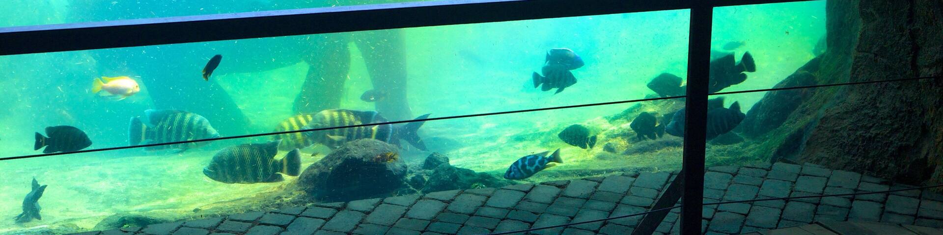 Bioparc Valencia Zoo featuring marine life, interior views and zoo animals