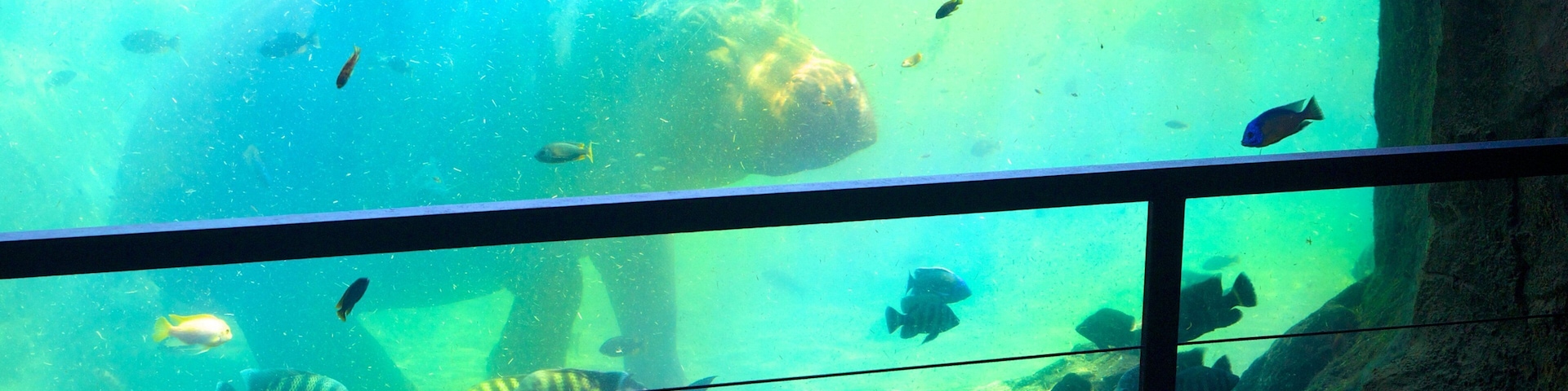 Bioparc Valencia que inclui animais de zoológico, vistas internas e vida marinha