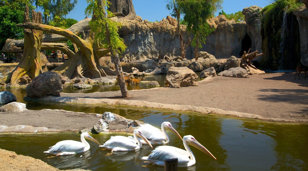 Erlebnis-Zoo Bioparc