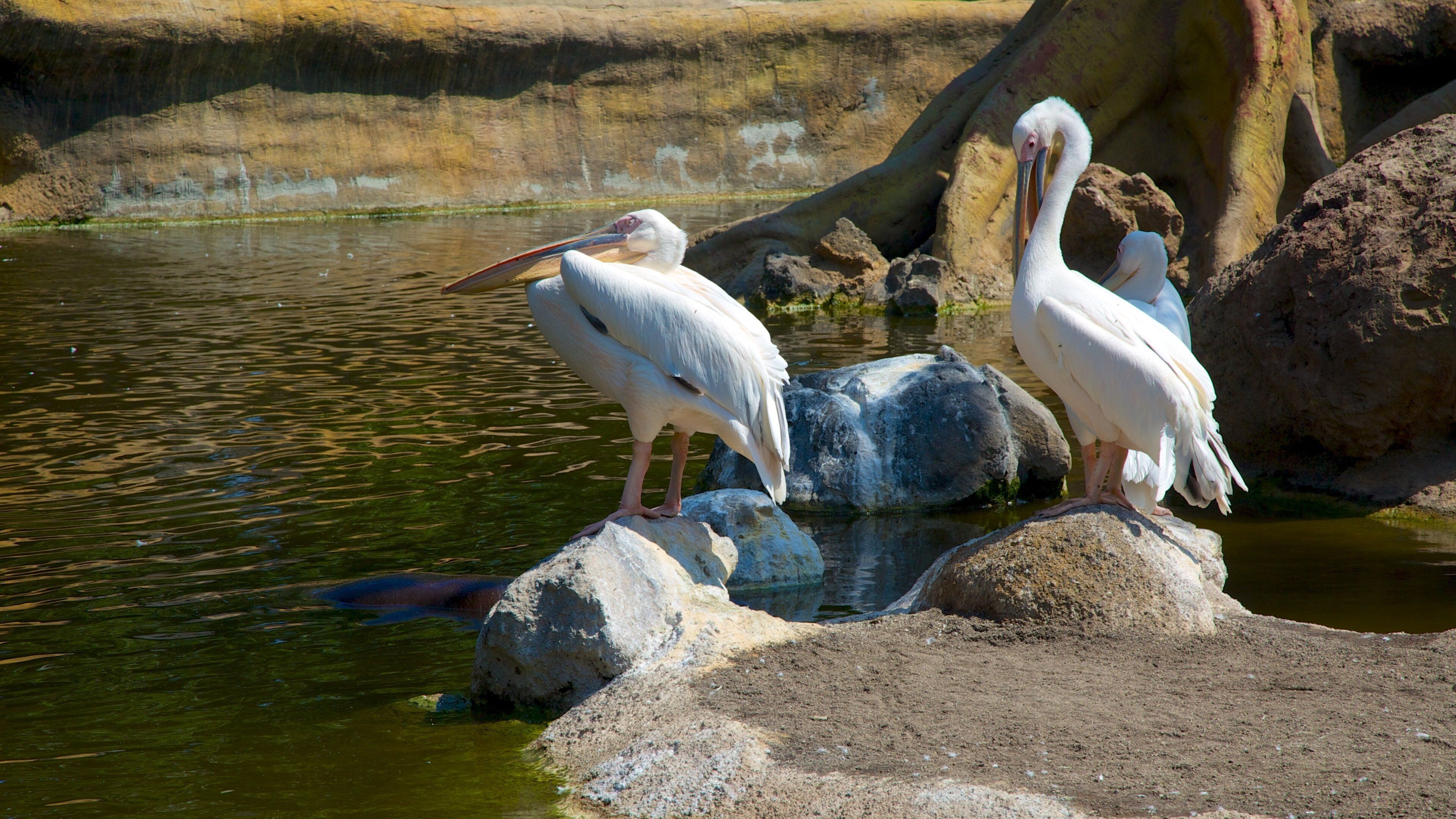 Erlebnis-Zoo Bioparc