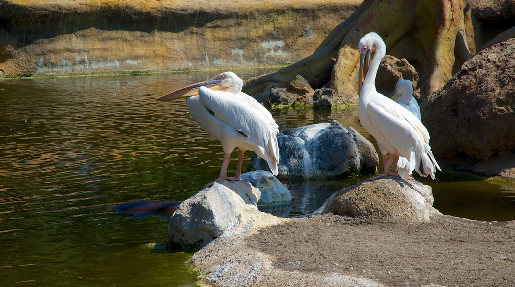 Erlebnis-Zoo Bioparc